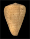 Click to see a larger version of this image (Conus betulinus  Linnaeus, 1758 Primary Type Image)