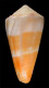 Click to see a larger version of this image (Conus bifasciatus  Sowerby ii, 1857 Primary Type Image)