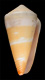 Click to see a larger version of this image (Conus bifasciatus  Sowerby ii, 1857 Primary Type Image)