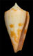 Click to see a larger version of this image (Conus binghamae  Petuch, 1987 Primary Type Image)