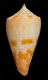 Click to see a larger version of this image (Conus binghamae  Petuch, 1987 Primary Type Image)