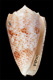 Click to see a larger version of this image (Conus arenatus bizona  Coomans, Moolenbeek & Wils, 1981 Primary Type Image)