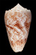 Click to see a larger version of this image (Conus arenatus bizona  Coomans, Moolenbeek & Wils, 1981 Primary Type Image)