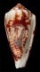 Click to see a larger version of this image (Conus boeticus  Reeve, 1844 Primary Type Image)