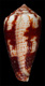 Click to see a larger version of this image (Conus boeticus  Reeve, 1844 Primary Type Image)