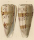 Click to see a larger version of this image (Conus boivini  Kiener, 1846 Original Figure Image)