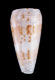 Click to see a larger version of this image (Conus boivini  Kiener, 1846 Primary Type Image)