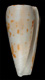 Click to see a larger version of this image (Conus boivini  Kiener, 1846 Primary Type Image)