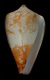 Click to see a larger version of this image (Conus borgesi  Trovao, 1979 Primary Type Image)