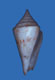 Click to see a larger version of this image (Conus borneensis  A. Adams & Reeve, 1848 Primary Type Image)