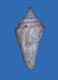 Click to see a larger version of this image (Conus borneensis  A. Adams & Reeve, 1848 Primary Type Image)