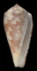 Click to see a larger version of this image (Conus borneensis  Sowerby ii, 1866 Primary Type Image)