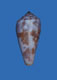 Click to see a larger version of this image (Conus borneensis  Sowerby ii, 1866 Primary Type Image)