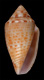 Click to see a larger version of this image (Conus boubeeae  Sowerby iii, 1903 Primary Type Image)