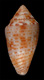 Click to see a larger version of this image (Conus boubeeae  Sowerby iii, 1903 Primary Type Image)