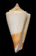 Click to see a larger version of this image (Conus (Endemoconus) boucheti  Richard, 1983 Primary Type Image)