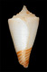 Click to see a larger version of this image (Conus (Endemoconus) boucheti  Richard, 1983 Primary Type Image)