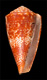 Click to see a larger version of this image (Conus bougei  Sowerby iii, 1907 Primary Type Image)