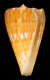 Click to see a larger version of this image (Conus (Dauciconus) boui  da Motta, 1988 Primary Type Image)