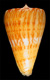 Click to see a larger version of this image (Conus (Dauciconus) boui  da Motta, 1988 Primary Type Image)