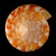 Click to see a larger version of this image (Conus (Dauciconus) boui  da Motta, 1988 Primary Type Image)