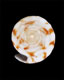 Click to see a larger version of this image (Conus jaspideus branhamae  Clench, 1953 Primary Type Image)