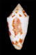 Click to see a larger version of this image (Conus jaspideus branhamae  Clench, 1953 Primary Type Image)