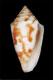 Click to see a larger version of this image (Conus jaspideus branhamae  Clench, 1953 Primary Type Image)