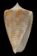 Click to see a larger version of this image