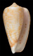 Click to see a larger version of this image (Conus broderipii  Reeve, 1844 Primary Type Image)