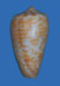 Click to see a larger version of this image (Conus broderipii  Reeve, 1844 Primary Type Image)