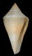 Click to see a larger version of this image (Conus brunneobandatus  Petuch, 1992 Primary Type Image)