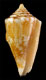 Click to see a larger version of this image (Conus brunneofilaris  Petuch, 1990 Primary Type Image)