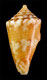 Click to see a larger version of this image (Conus brunneofilaris  Petuch, 1990 Primary Type Image)