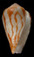 Click to see a larger version of this image (Conus bulbus  Reeve, 1843 Primary Type Image)