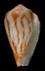 Click to see a larger version of this image (Conus bulbus  Reeve, 1843 Primary Type Image)