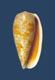 Click to see a larger version of this image (Conus bullatus  Linnaeus, 1758 Primary Type Image)