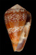 Click to see a larger version of this image (Conus cacao  Ferrario, 1983 Primary Type Image)