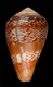 Click to see a larger version of this image (Conus cacao  Ferrario, 1983 Primary Type Image)