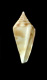 Click to see a larger version of this image (Conus cakobaui  Moolenbeek, Rockel and Bouchet, 2008 Primary Type Image)