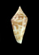 Click to see a larger version of this image (Conus cakobaui  Moolenbeek, Rockel and Bouchet, 2008 Primary Type Image)