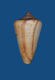 Click to see a larger version of this image (Conus caledonicus  Hwass in Bruguière, 1792 Primary Type Image)