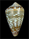 Click to see a larger version of this image (Conus navarroi calhetae  Rolán, 1990 Primary Type Image)