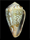 Click to see a larger version of this image (Conus navarroi calhetae  Rolán, 1990 Primary Type Image)