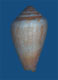 Click to see a larger version of this image (Conus californicus  Reeve, 1844 Primary Type Image)