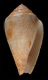 Click to see a larger version of this image (Conus californicus  Reeve, 1844 Primary Type Image)