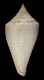 Click to see a larger version of this image (Conus cancellatus  Hwass in Bruguière, 1792 Primary Type Image)