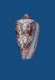 Click to see a larger version of this image (Conus canonicus  Hwass in Bruguière, 1792 Primary Type Image)