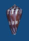Click to see a larger version of this image