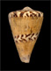 Click to see a larger version of this image (Conus capitaneus  Linnaeus, 1758 Primary Type Image)